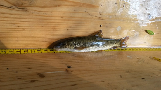 Profisch-GZÜV-STMK_Semling