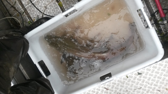 Profisch-Monitoring-FAH-Mellach-&-Gabersdorf_1