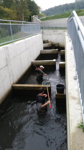 Profisch-Monitoring-FAH-Mellach-&-Gabersdorf_3