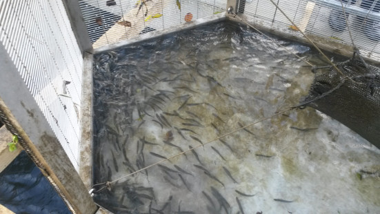 Profisch-Monitoring-FAH-Mellach-&-Gabersdorf_4