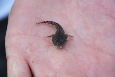 Joint Danube Survey 3-0001.jpg