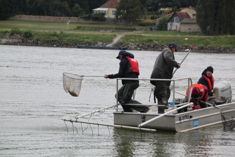 Joint Danube Survey 3-0012.jpg