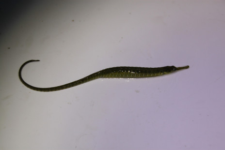 Joint Danube Survey 3-0023.JPG