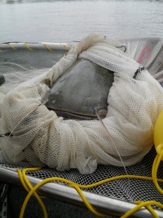 Joint Danube Survey 3-0033.JPG